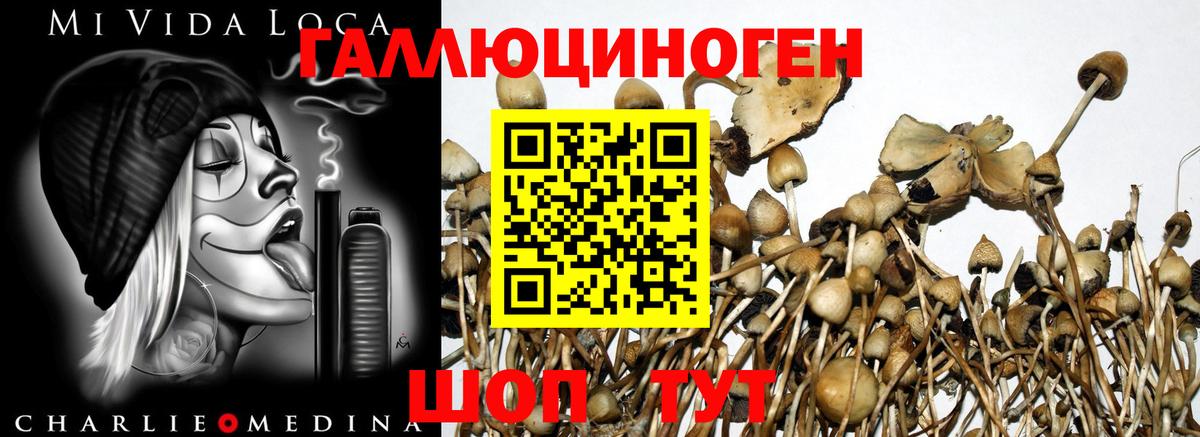 Псилоцибиновые грибы Psilocybine cubensis Лангепас